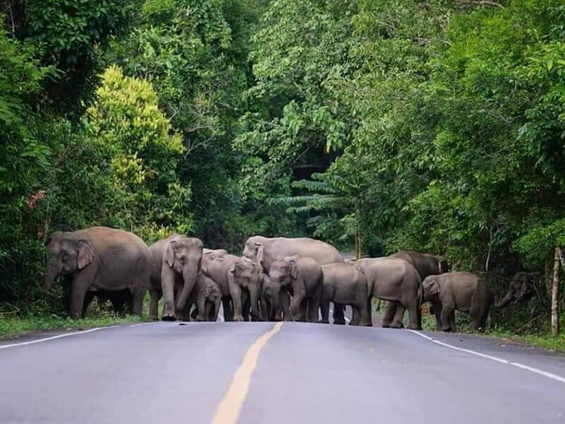 โขลงช้างป่ากำลังเดินข้ามถนน 